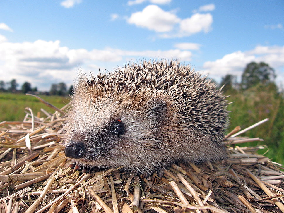 brown and black hedgehog on brown hays HD wallpaper